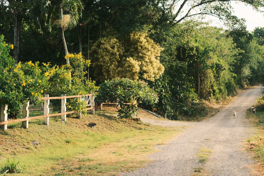 A gravel road forks beside a white wooden fence and yellow flowering shrubs, a small dog far down the lane.