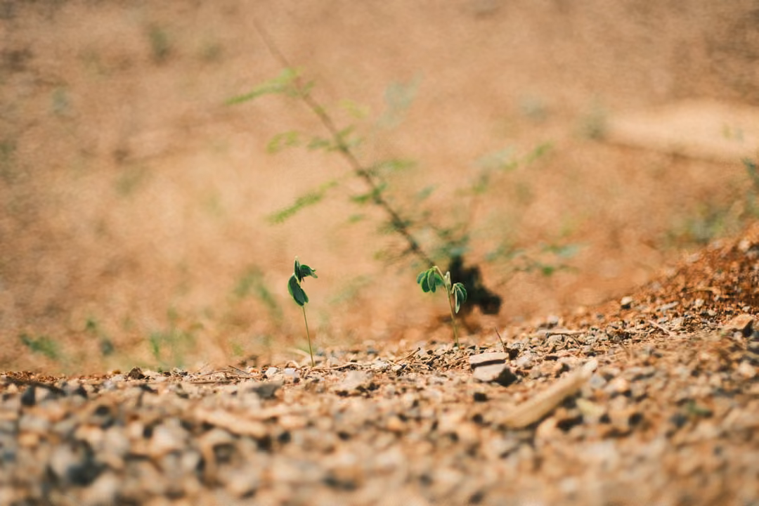 A tiny green seedling growing from gravel, viewed at ground level with a soft brown background.