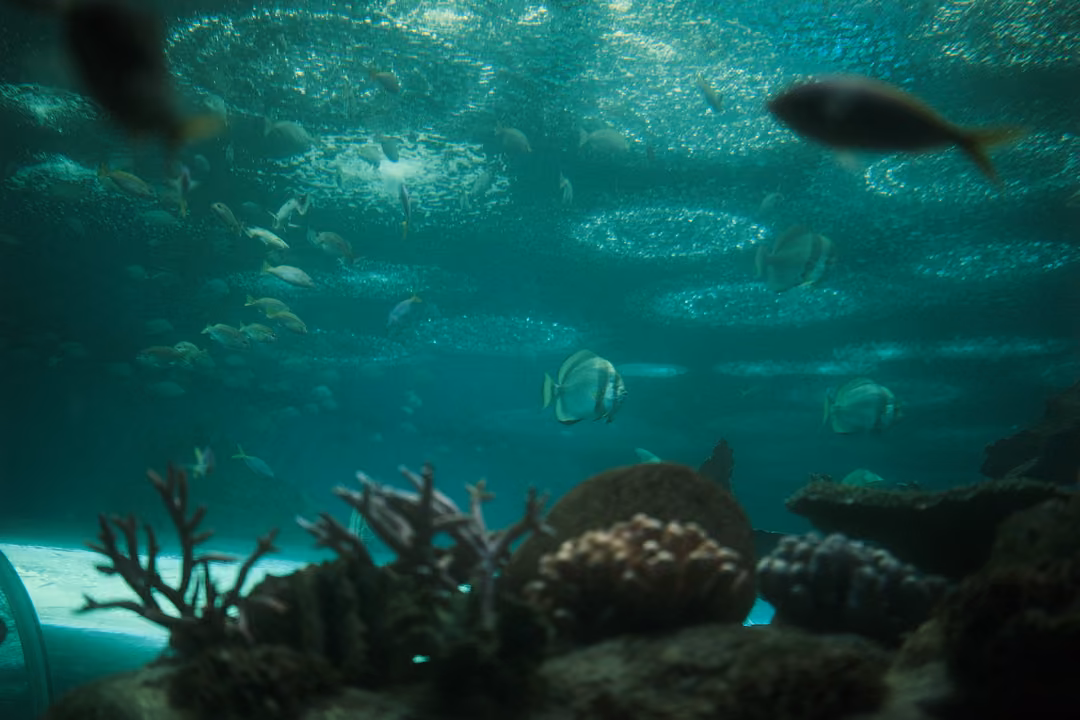 Large aquarium with branching coral on rocks, fish swimming above and rings of light on the surface