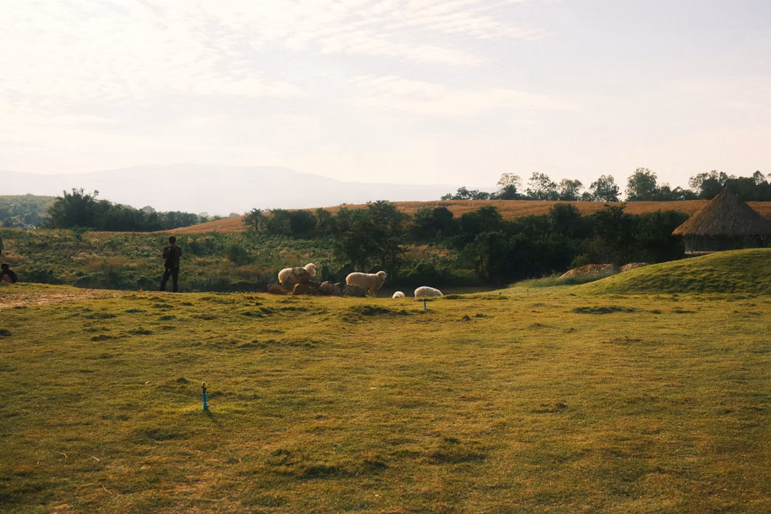 A sloping green field with distant sheep grazing near a lone person and a thatched hut beyond.
