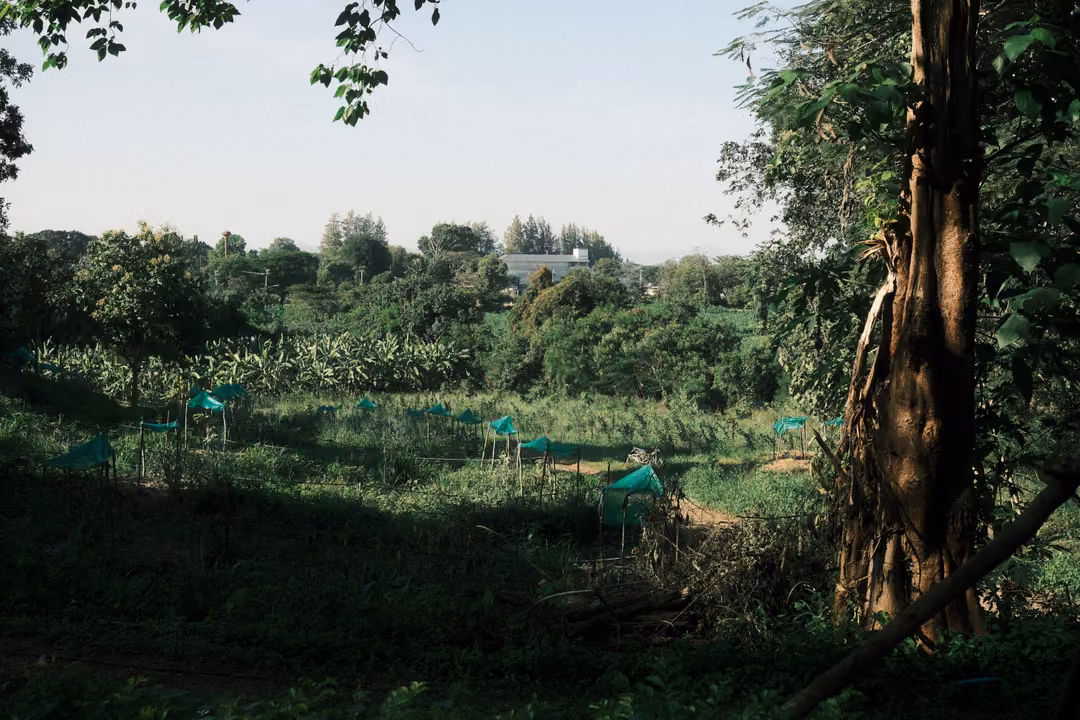 Overgrown field with green netting shelters beyond a large tree trunk, pale sky and distant buildings