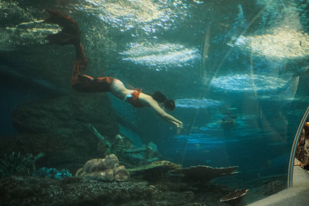 A performer in a red mermaid tail swimming past coral inside a large tunnel tank