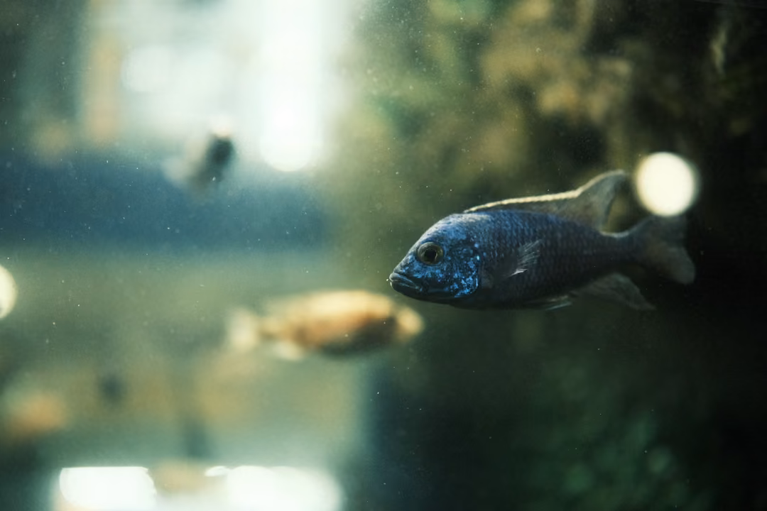 A blue-grey fish beside mossy rock, with a tan fish and round bokeh lights behind it