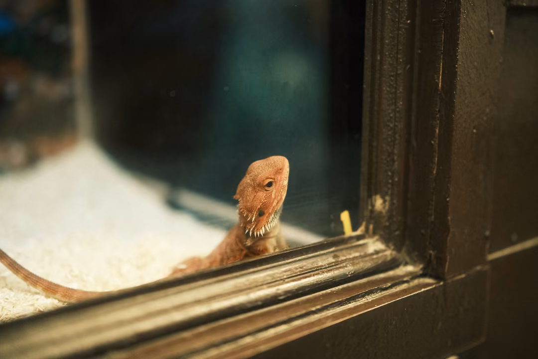 A small orange lizard peering over the wooden edge of its glass enclosure