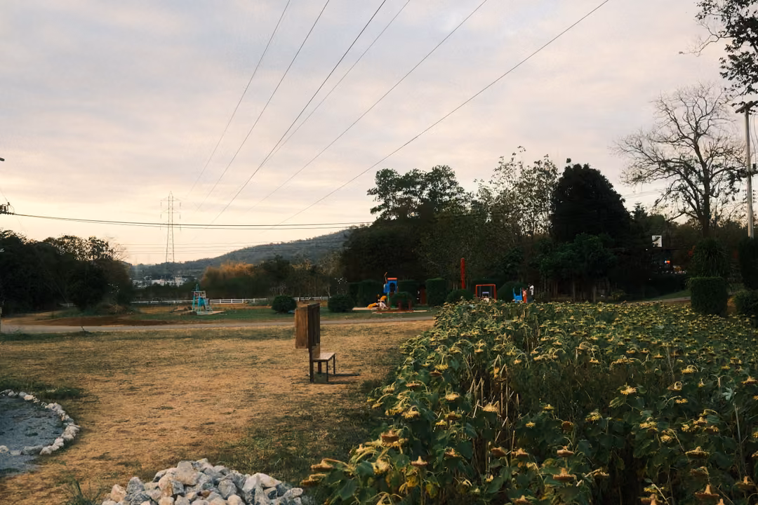 Dirt path past dry sunflowers, a wooden bench and sign, playground and power lines in the distance under cloud
