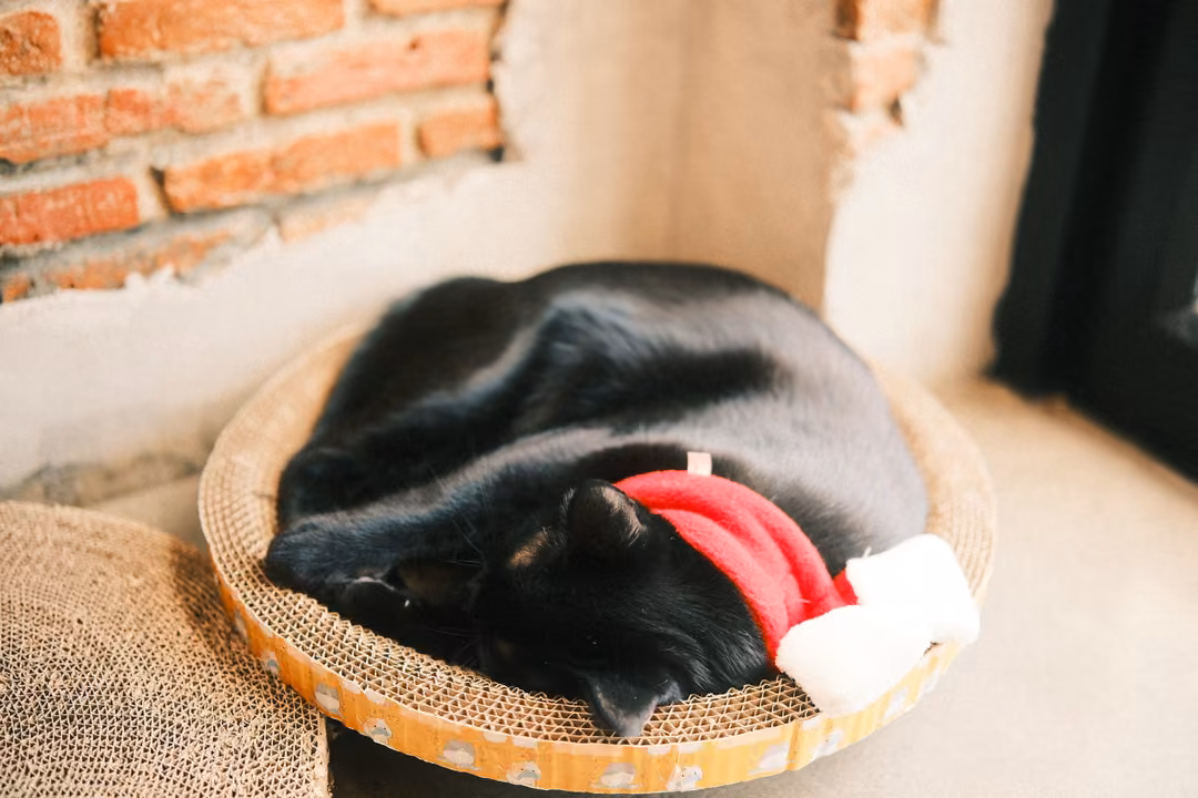 Black cat curled asleep in a round cardboard scratcher bed, wearing a red and white Santa hat, brick wall behind