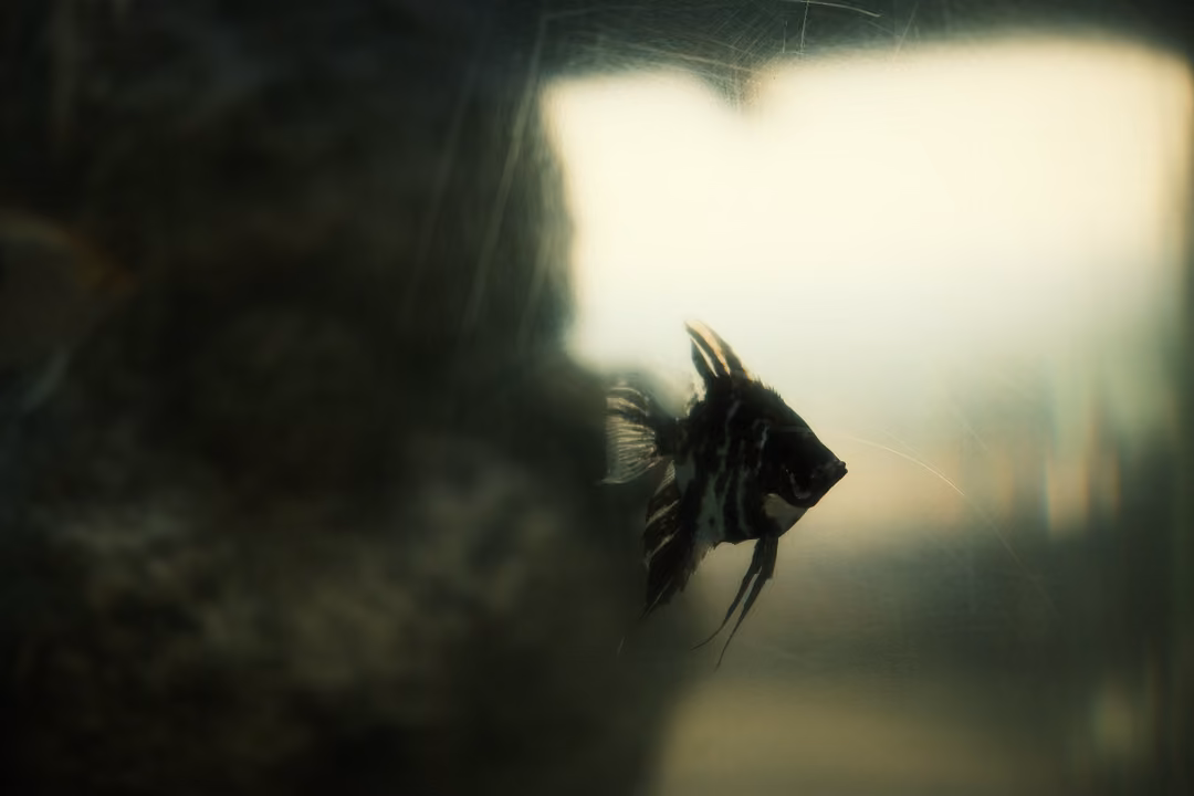 Dark striped angelfish silhouetted against a bright window behind a curved glass tank and a dark rock
