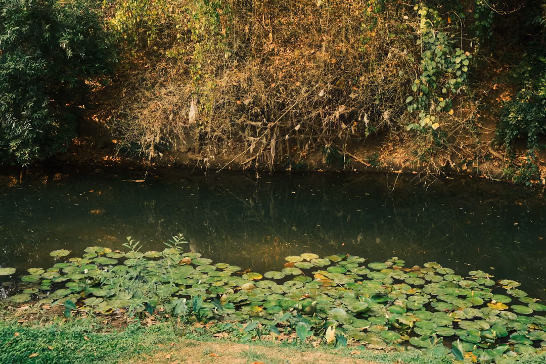 Still pond with a cluster of round lily pads in front of a bank of dry brown and green foliage