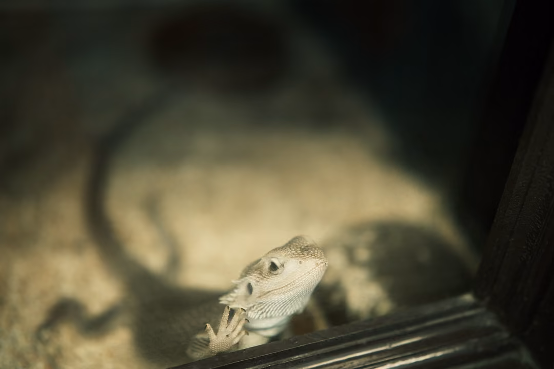A pale lizard with one foot raised, its shadow cast across the sand of its enclosure