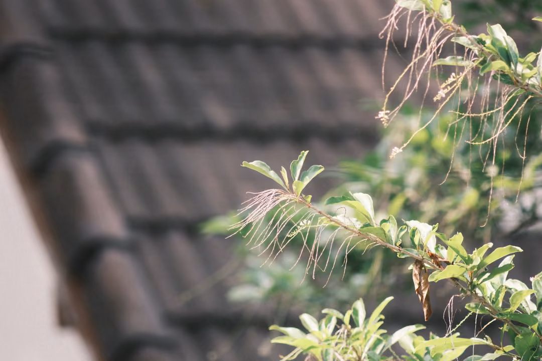 Blurred dark roof tiles on the left, with green leafy sprigs and fine strands in the foreground on the right.