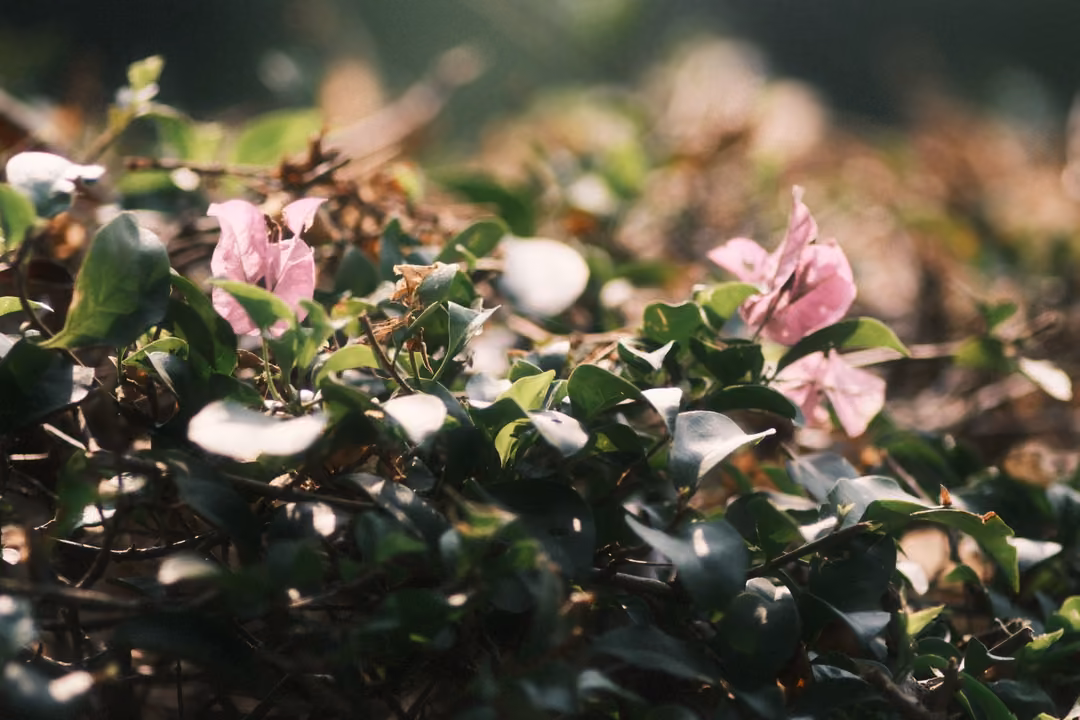 Pink papery bougainvillea flowers among green leaves in bright sun, with a soft blurred background.