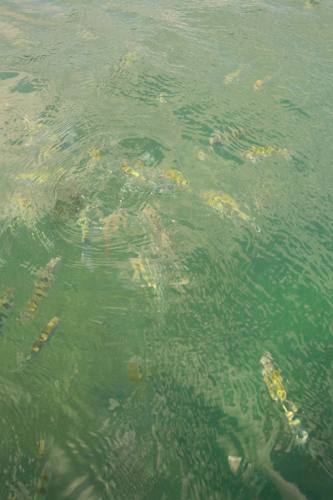 Scattered striped fish swim through rippling green water, fewer and more spread out.