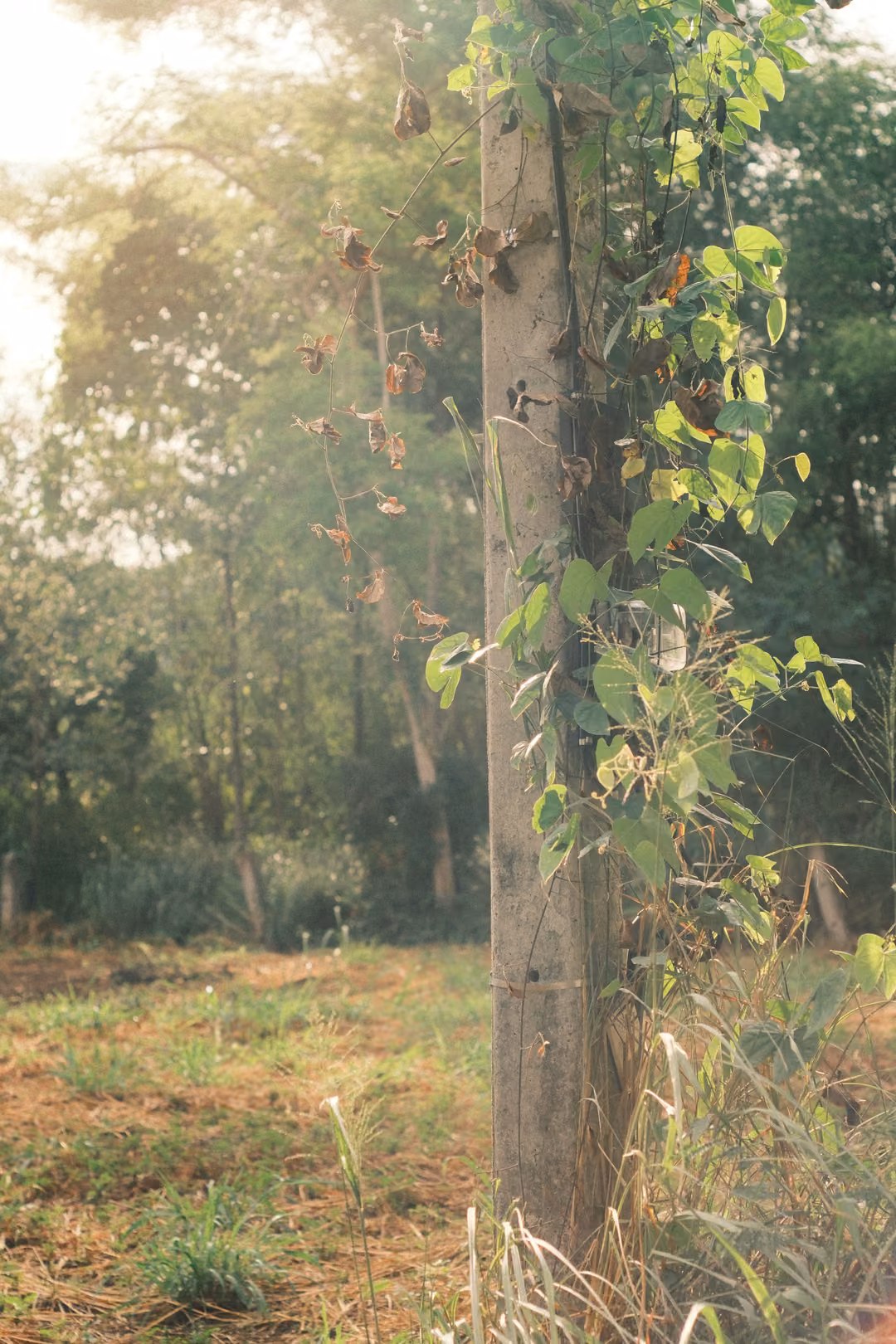A wooden pole wrapped in climbing vines and leaves, sunlit trees and an open field behind it.