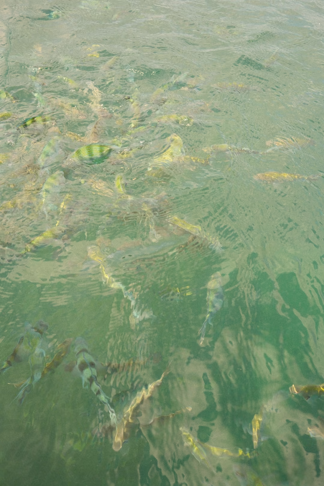 A crowd of yellow and black striped fish clustered in clear green water near the surface.