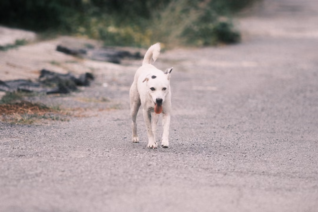 A white dog with a black ear and tongue out walking down a gravel road, tail curled up.