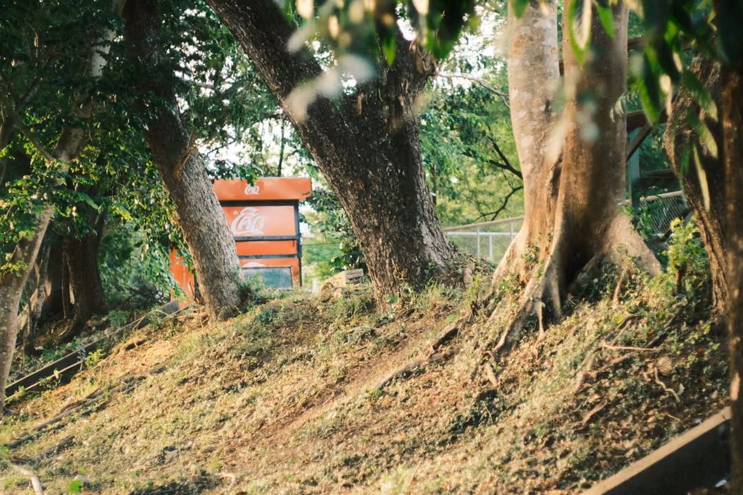 A sloping bank of grass and roots beneath several big tree trunks, a red signboard partly hidden behind.