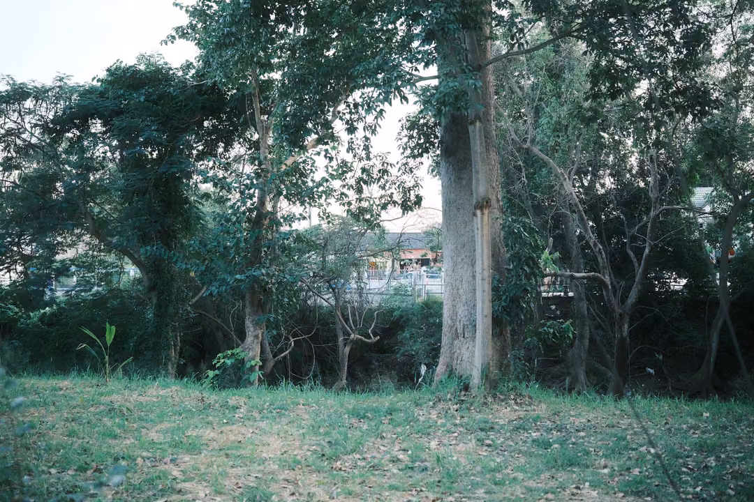 Grassy area with tall trees and shrubs, a building partly visible through the foliage