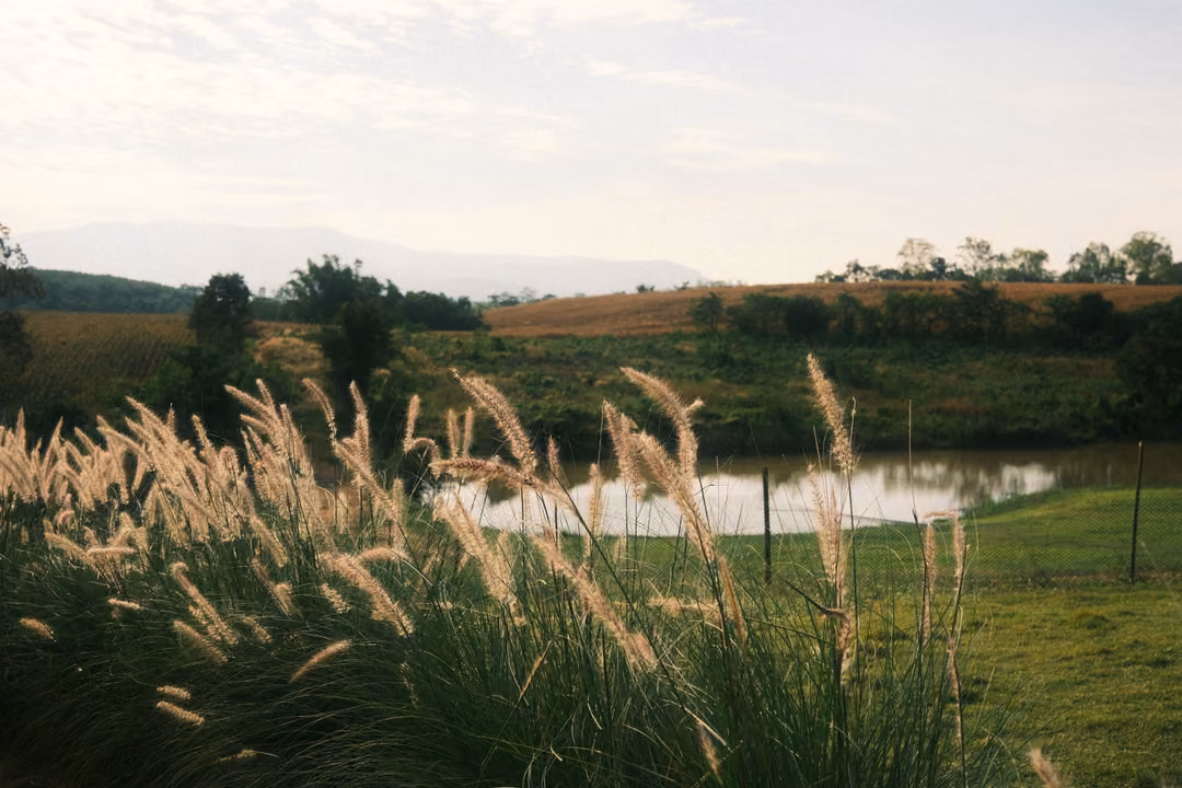 Feathery grass plumes backlit by the sun in front of a pond, a field and distant hills.