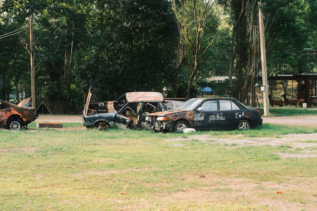 Several burnt-out car shells parked in a row on green grass under tall trees.