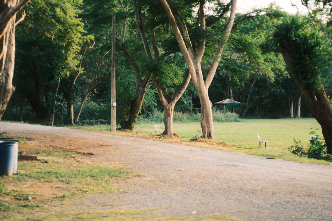 A gravel road curving past slender trees and a lawn, a small blue bin at the left edge.