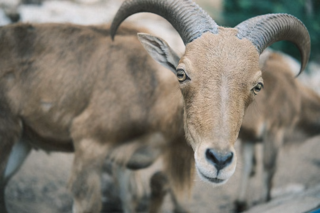 Horned goat facing straight ahead with curved horns, other goats blurred behind on rocky ground
