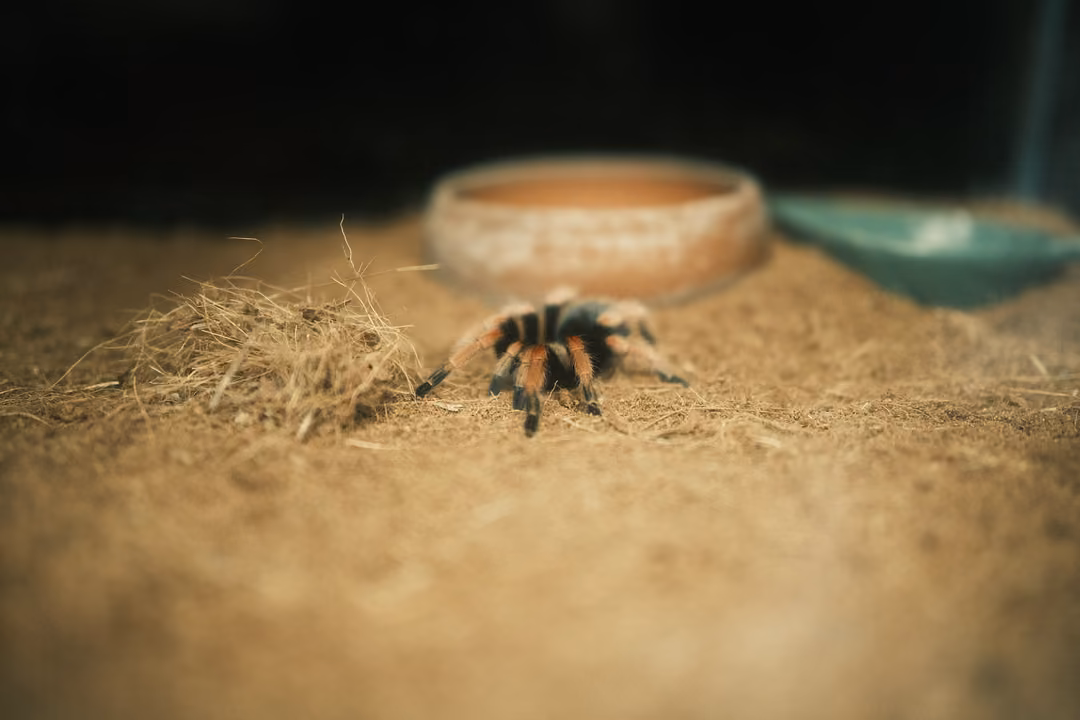 A hairy dark spider with orange-banded legs on dry fibre bedding beside a clay dish