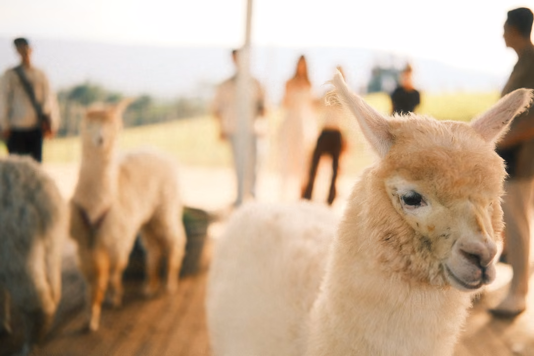 Close-up of a cream alpaca's face with half-closed eyes, other alpacas and visitors blurred behind.
