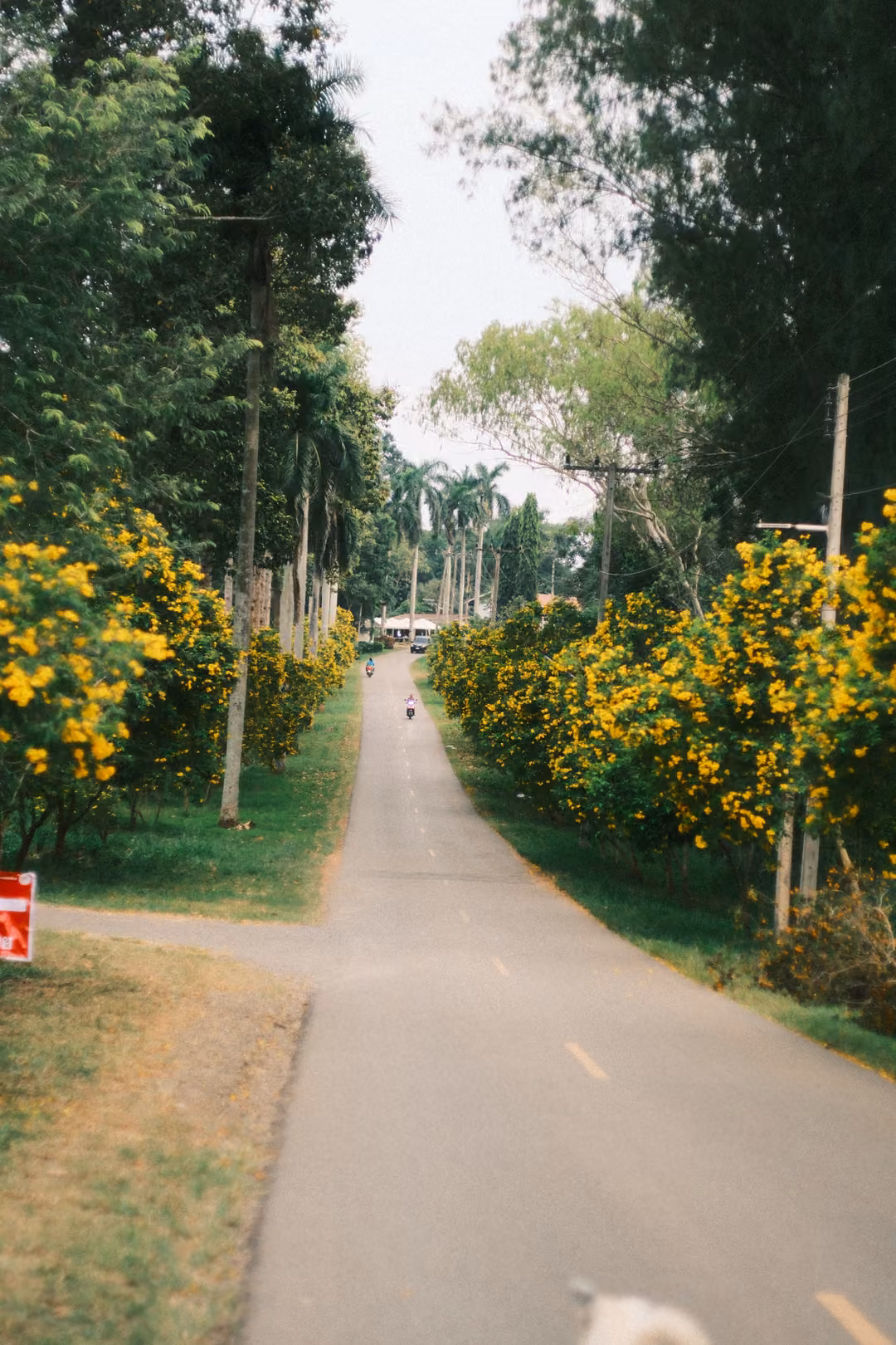 Vertical view of a road forking between rows of yellow-flowering trees, a red sign at left