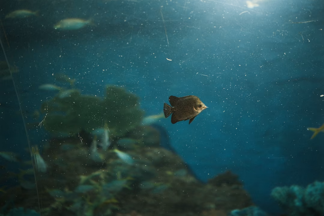 A small brown fish hanging alone in blue water above coral, specks drifting in the light