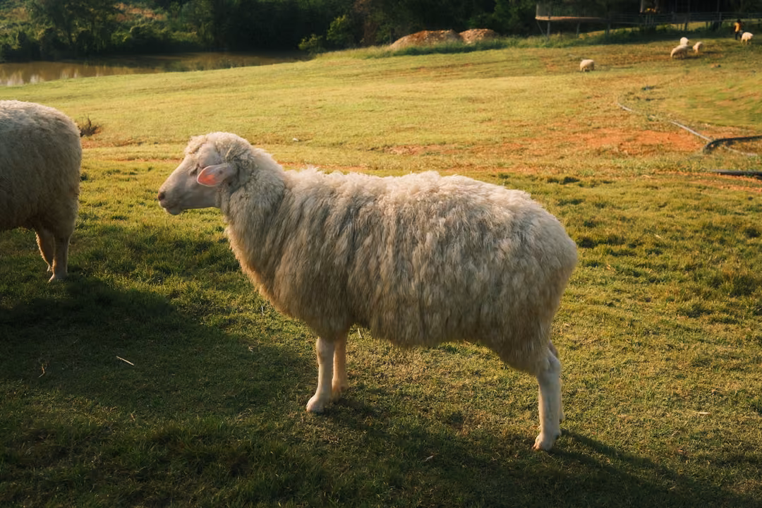 A woolly sheep stands in profile on sunlit grass, another sheep's rear at the left edge.