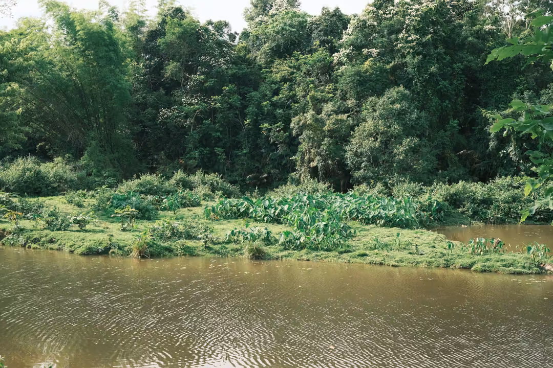 Rippled brown river water in front of a bank of broad-leaved plants and tall trees.