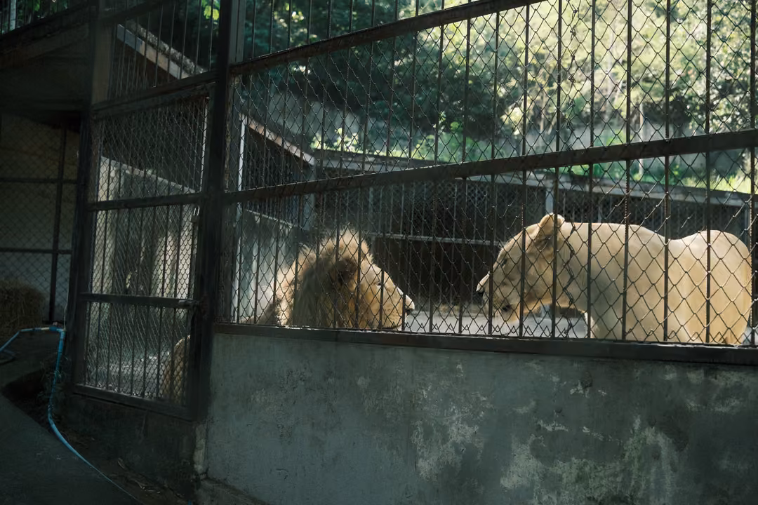 Maned lion and pale lioness facing each other through a fenced enclosure, trees beyond