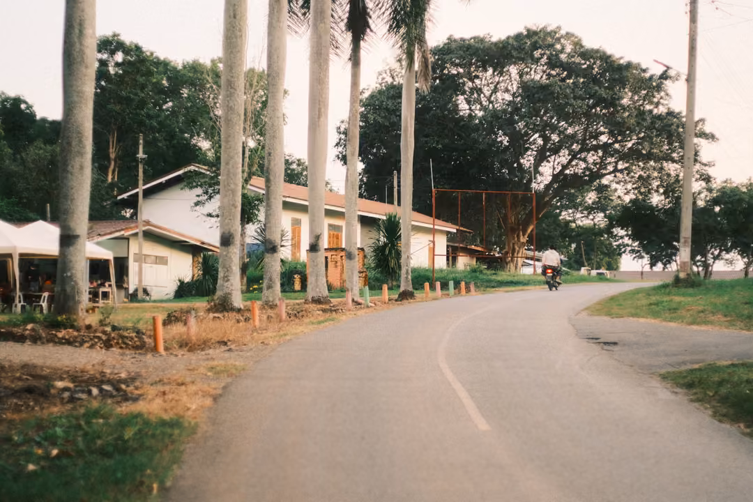 Curving road beside tall palm trunks, low buildings and a motorbike rider in the distance