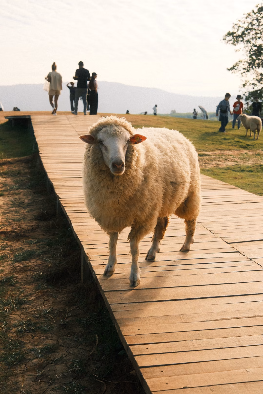 Upright view of the same sheep on the boardwalk, closer, with visitors at the far end.