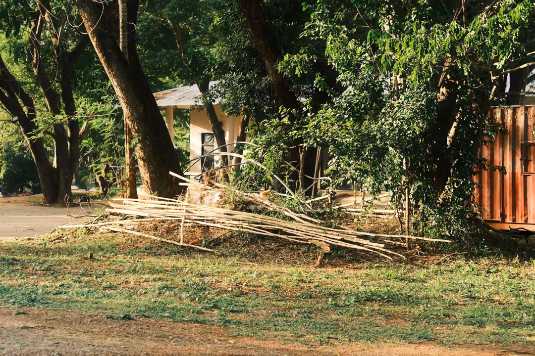 A pile of cut bamboo poles lying on the ground beneath trees, beside a white building and a red container wall.