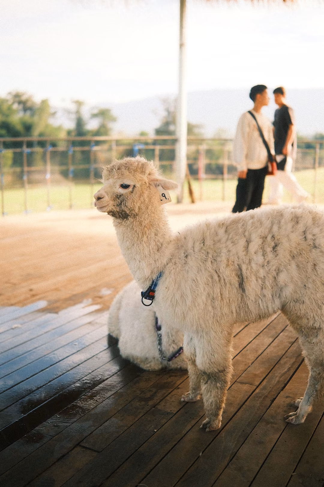 An alpaca stands on a damp wooden deck while another lies behind it, two people near the fence.