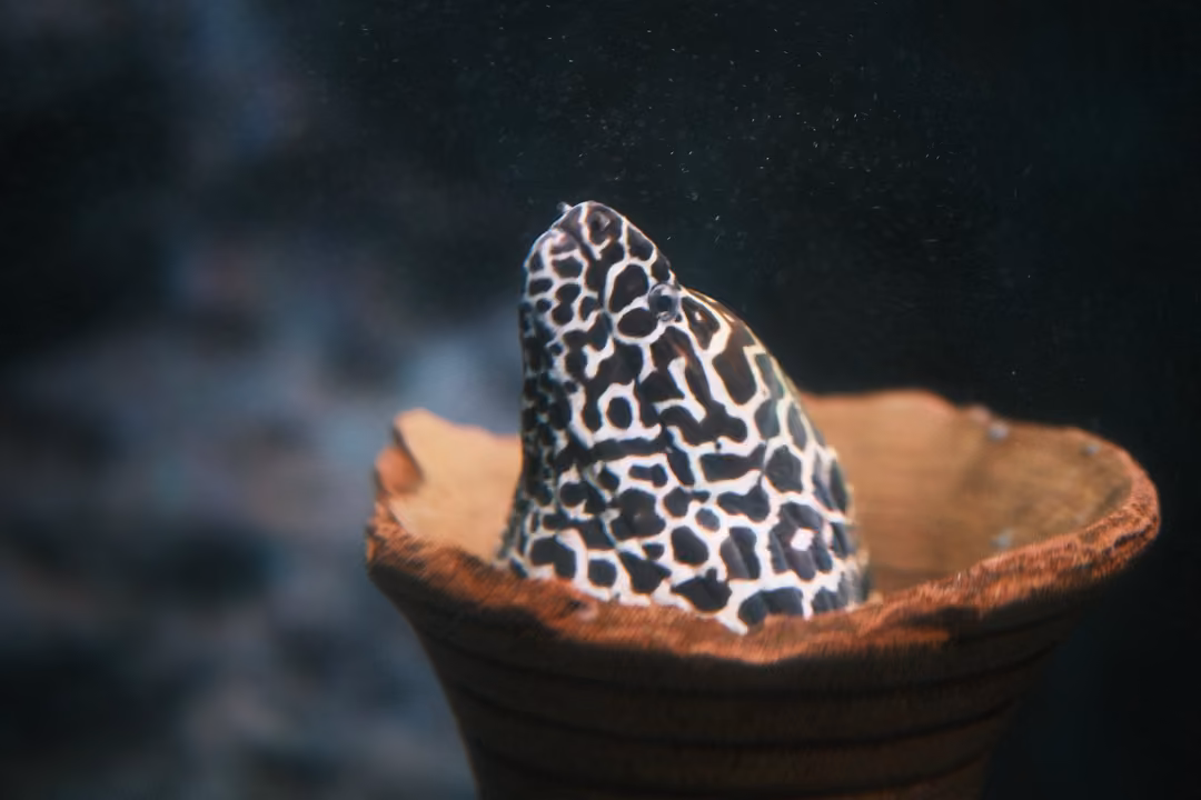 Spotted black and white eel emerging from a terracotta pot with rocks blurred in the dark background