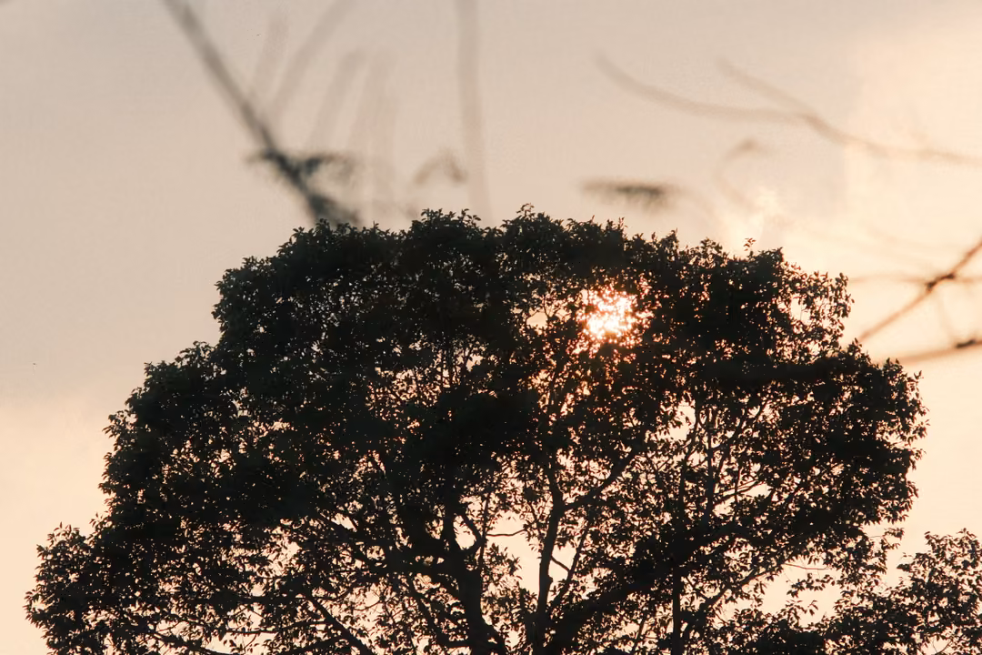 Tree silhouette against a hazy peach sky, the setting sun burning through the right side of its canopy