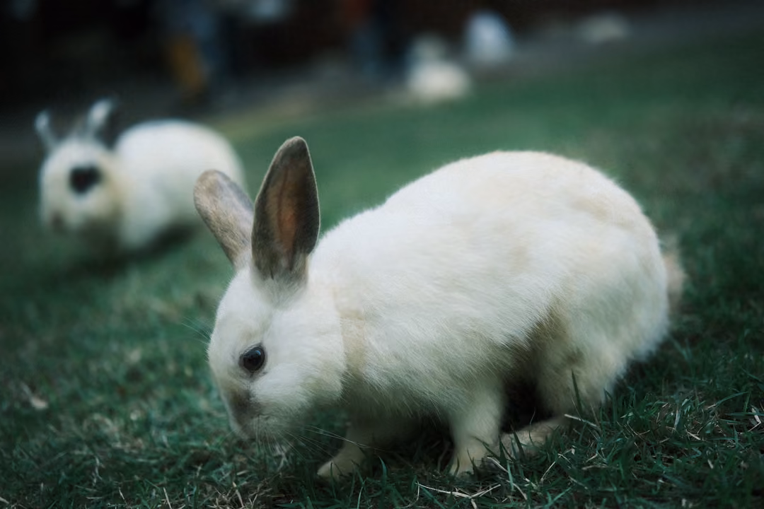 White rabbit with dark ears close up on grass, a second black and white rabbit blurred behind it