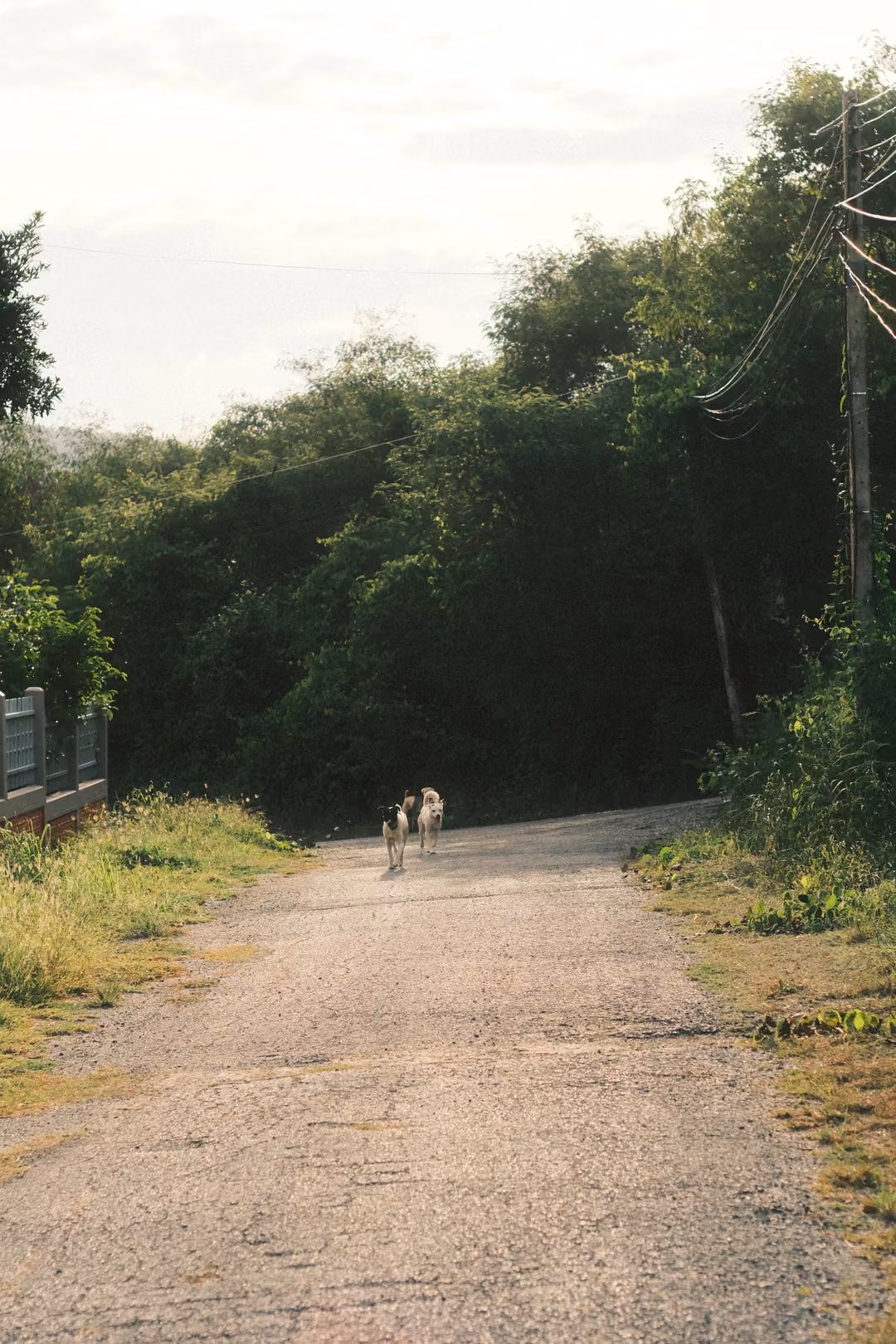 A narrow paved lane rising toward dense trees, two small dogs in the distance and a power line overhead.