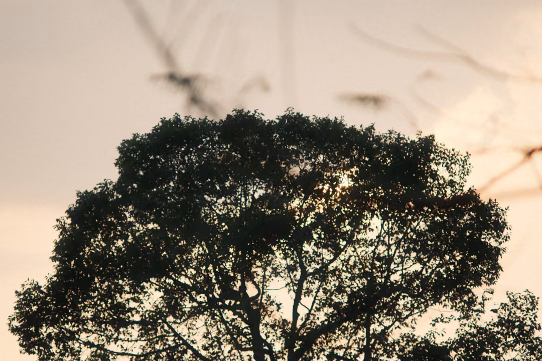 Black silhouette of a wide tree canopy against a pale hazy sky, the sun no longer visible
