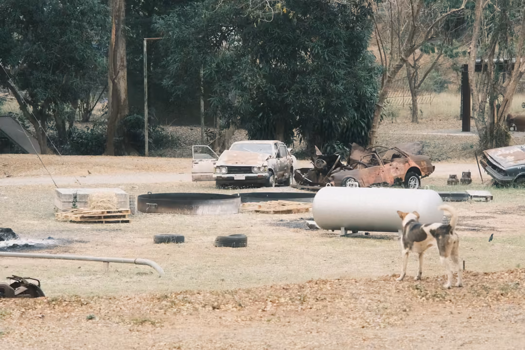 Dusty yard with a white tank, wrecked cars and tyres, a dog standing at right under tall trees