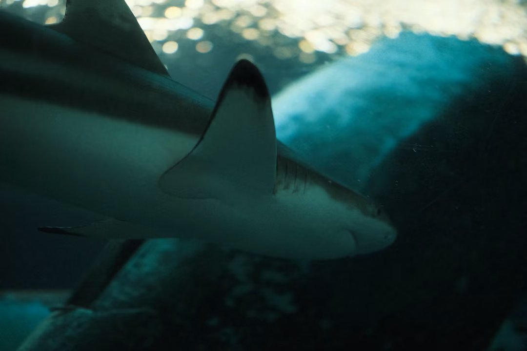 A black-tipped shark passing close overhead in front of a large rock in teal water