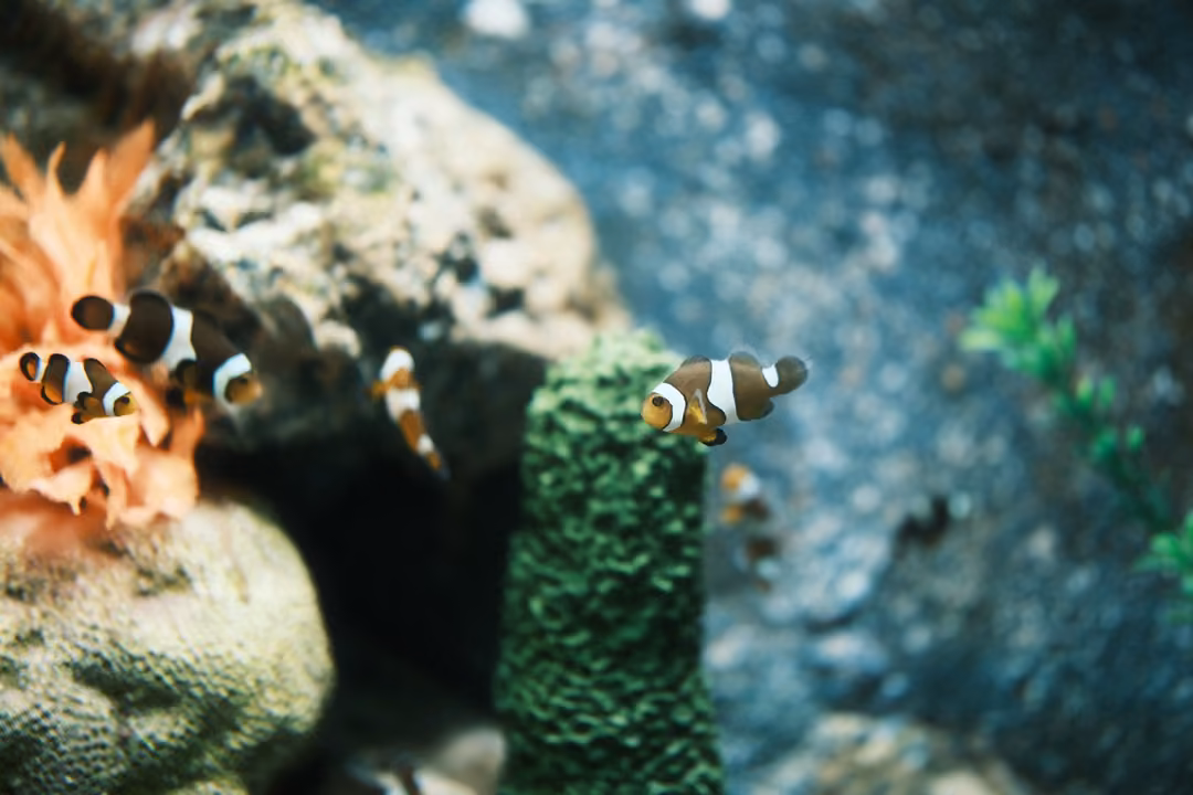 Orange and white clownfish swimming among rocks, an orange coral and a green columnar coral