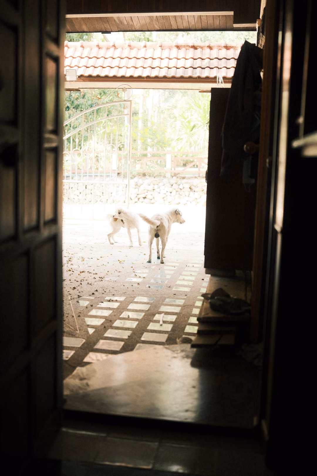 View from a dark doorway onto a bright tiled courtyard where two pale dogs stand near a metal gate
