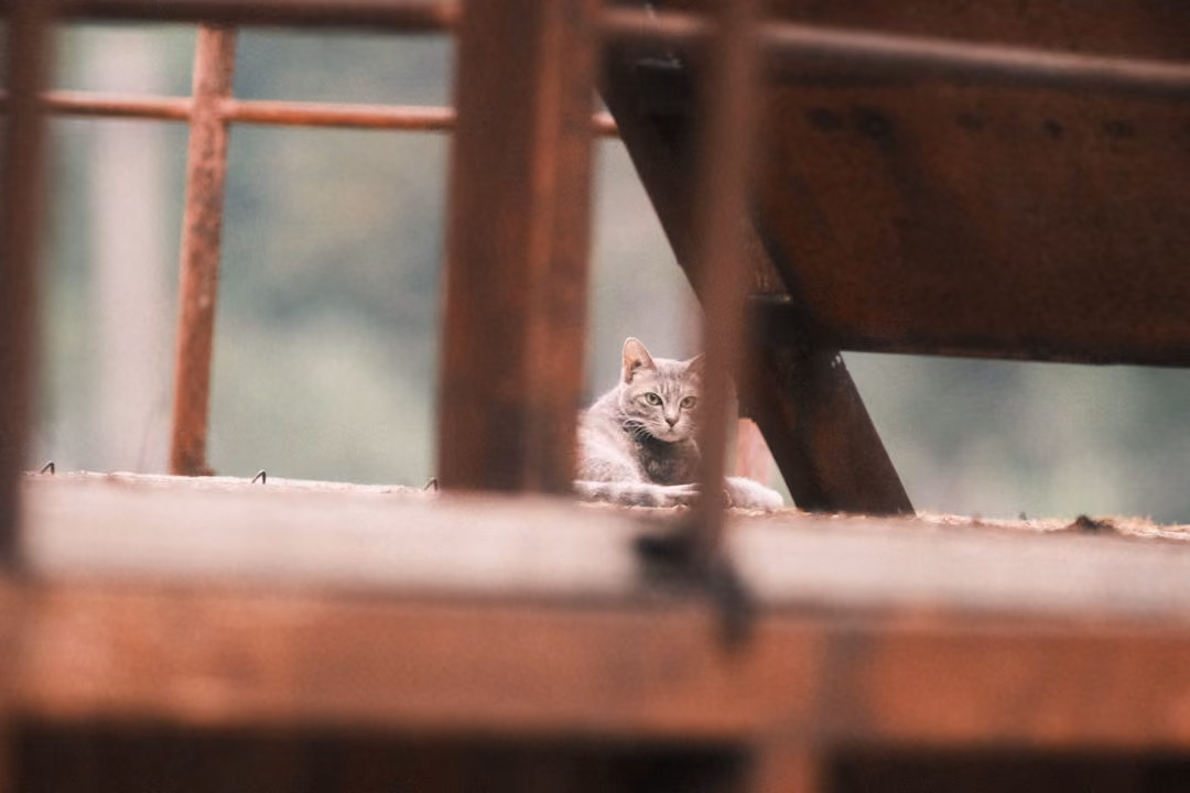 Grey tabby cat on a rusted metal platform staring forward between blurred orange railings