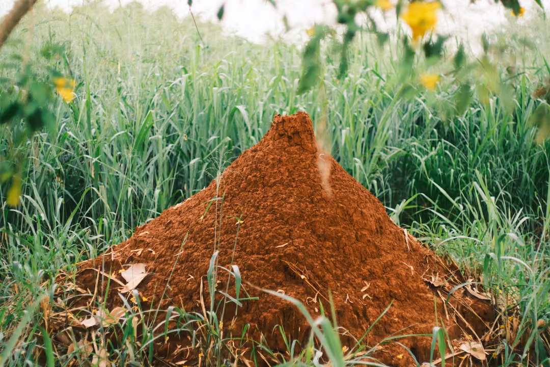 Mound of red-brown earth in tall green grass with yellow flowers above