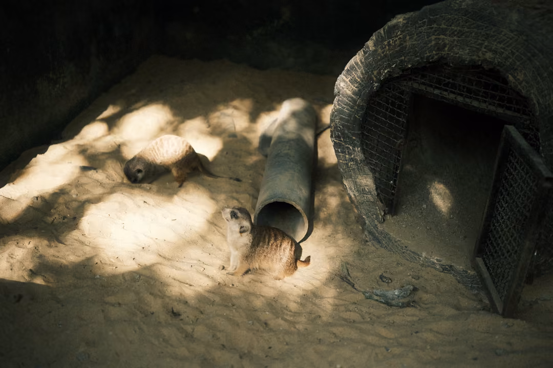 Two meerkats on sunlit sand beside a pipe and a stone burrow with a mesh door