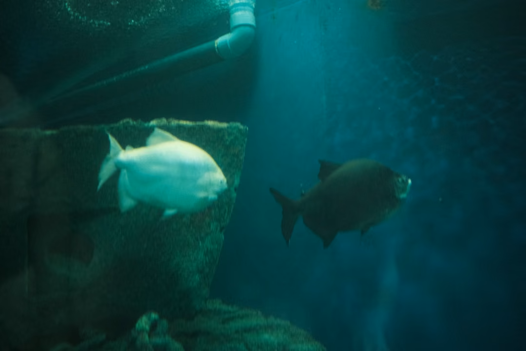 Two fish, one pale and one dark, swimming in a green tank with a pipe and a mesh-covered shape