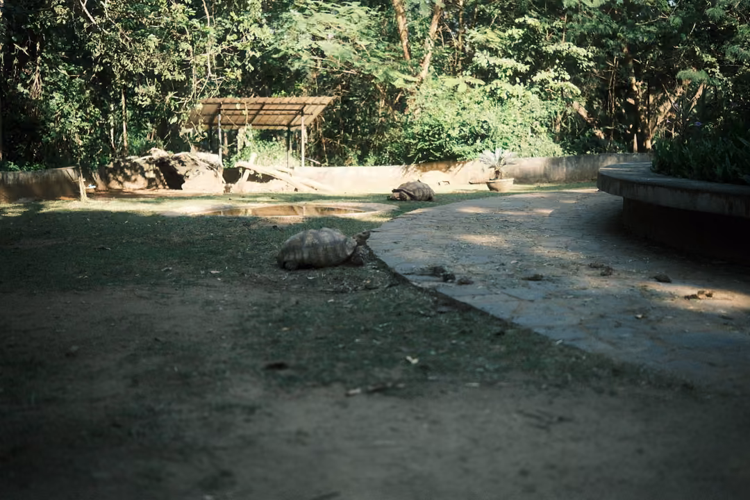 Shaded enclosure with a tortoise on dry earth, a curved concrete path, a small shelter and dense trees
